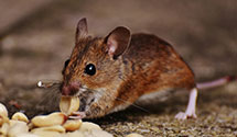 24 Hour & Emergency Exterminators in Stony Knoll, NC